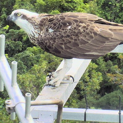 osprey on mount