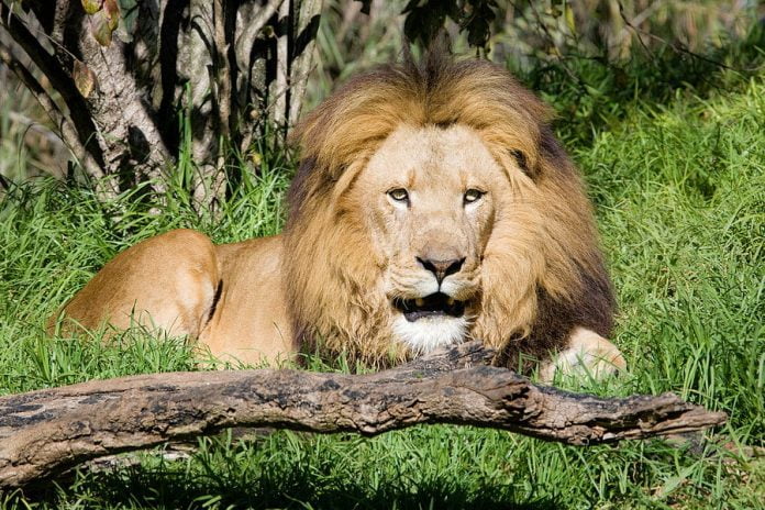 Alarm Bells At Perth Zoo