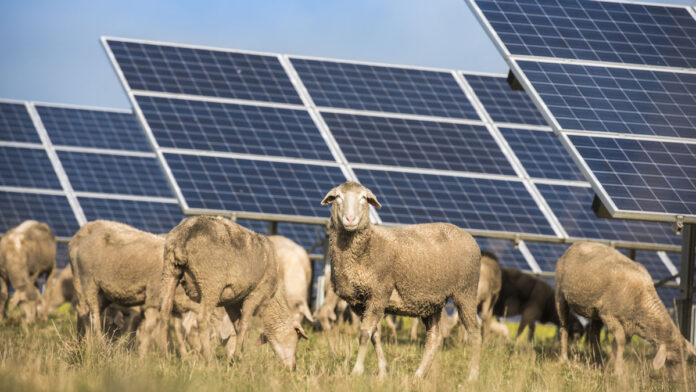 Frasers Solar Farm Security