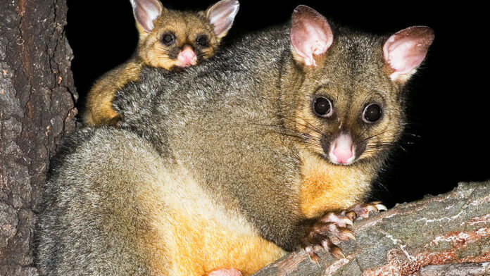 Possum Highlights Alarm CCTV Importance