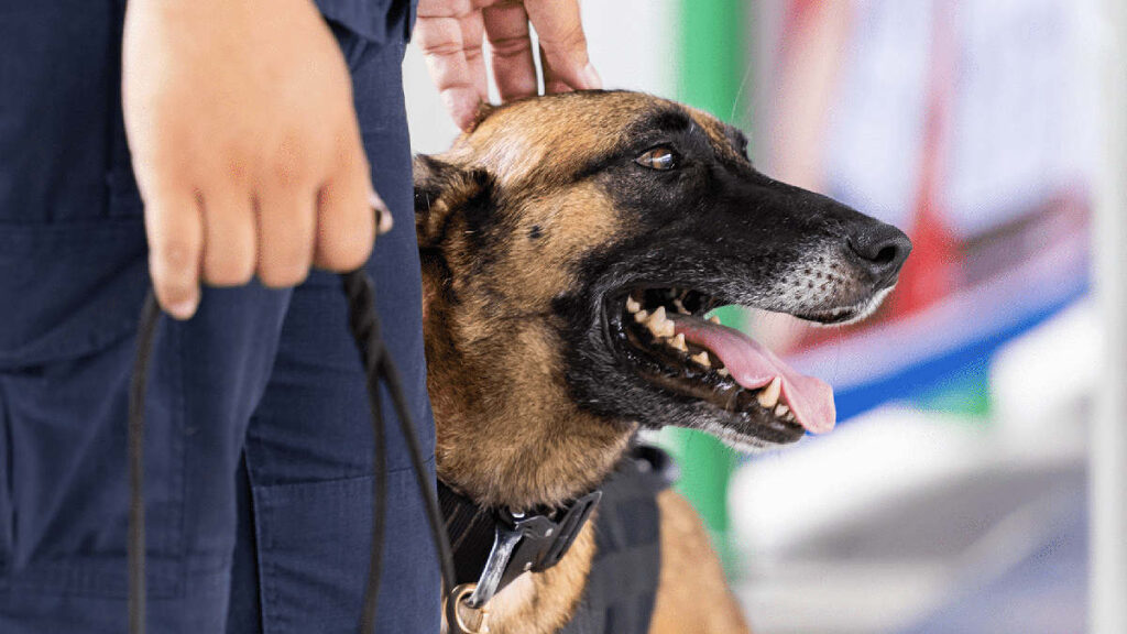 Security K9 Business For Sale