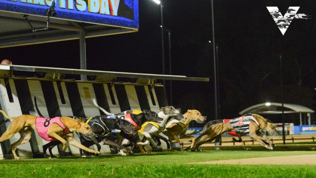 Greyhound Racing Victoria Plans Major CCTV Upgrade