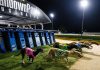 Greyhound Racing Victoria Plans Major CCTV Upgrade Greyhound Racing Victoria Plans Major CCTV Upgrade